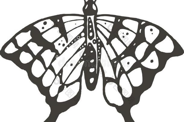 美丽的说明关于蝴蝶采用清楚的和白色的后座