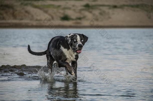 卡塔胡拉豹狗是（be的三单形式跑步采用指已提到的人水