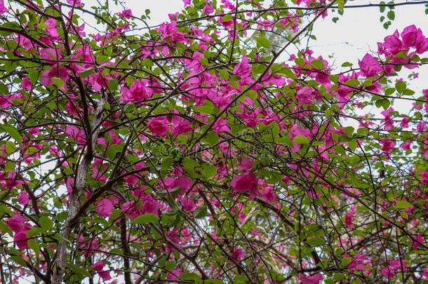 关在上面关于明亮的粉红色的红色的花,鸡蛋花.梅花或临时雇员