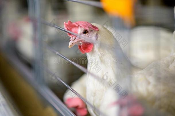鸡蛋工厂植物农业家禽鸡农场