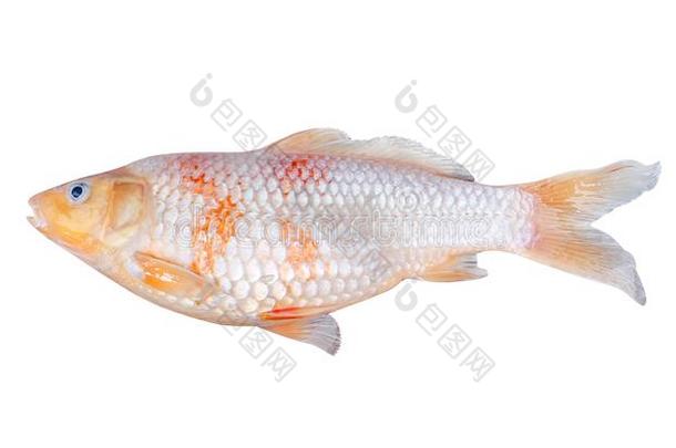 单一的挑剔或锦鲤鱼隔离的向白色的背景和clippi