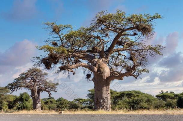 宏伟的树猴面包树,,纳米比亚非洲