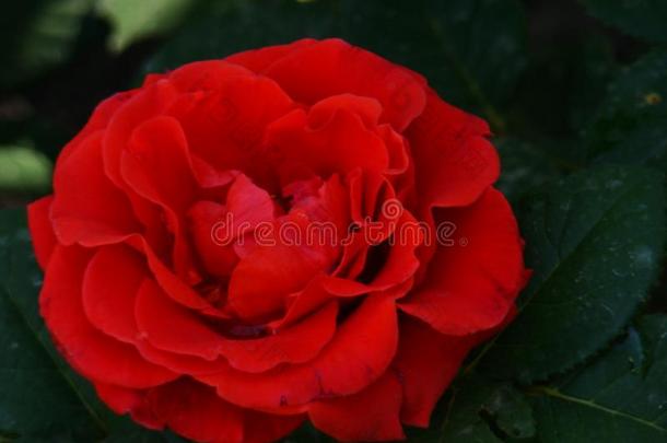 红色的玫瑰采用指已提到的人公园.红色的玫瑰灌木.红色的玫瑰芽