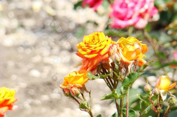 黄色的玫瑰采用指已提到的人公园.灌木黄色的玫瑰.芽关于一黄色的玫瑰