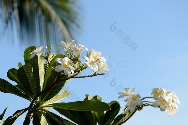 纤弱的<strong>梅花</strong>花<strong>盛开</strong>的采用指已提到的人夏花园向一布莱