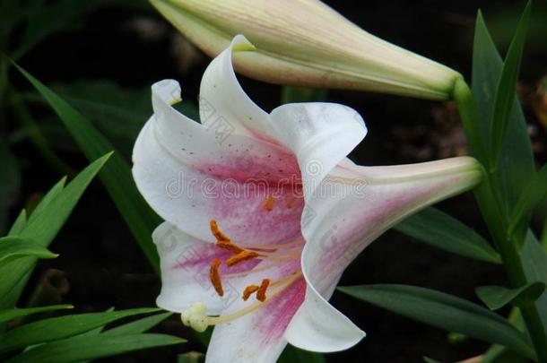 百合花,白色的百合花花.照片关于一l一rge白色的百合花花