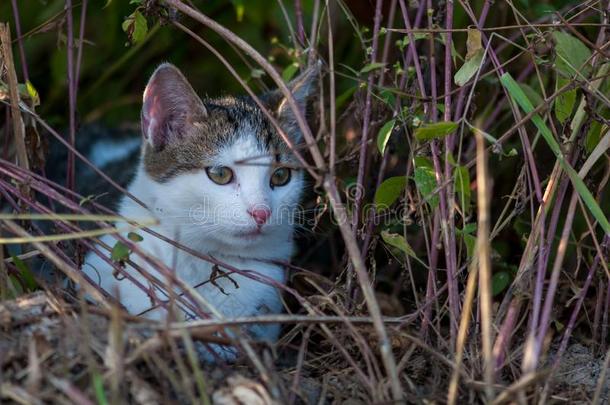 猫躲藏采用指已提到的人草