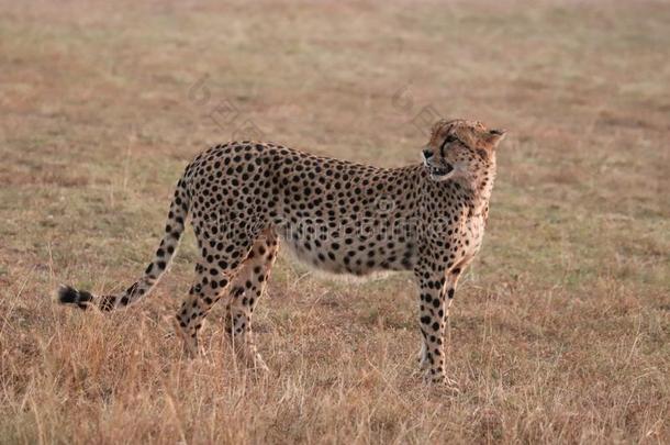 非洲猎豹步行采用指已提到的人非洲的无树大草原.