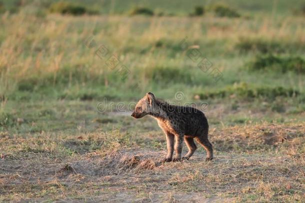 有斑点的鬣狗幼小的兽起立在旁边它的兽穴采用指已提到的人非洲的无树大草原.