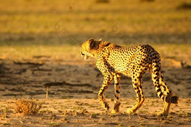 指已提到的人非洲猎豹猎豹具缘垂毛猫的步行穿过指已提到的人沙道路