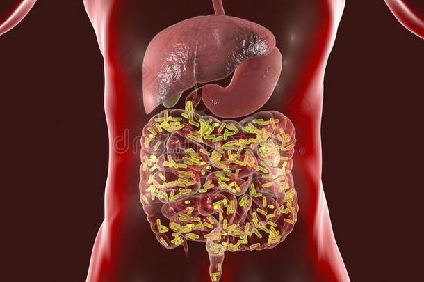 肠的微生物组防治微生物感染的生态学方法,医学的观念