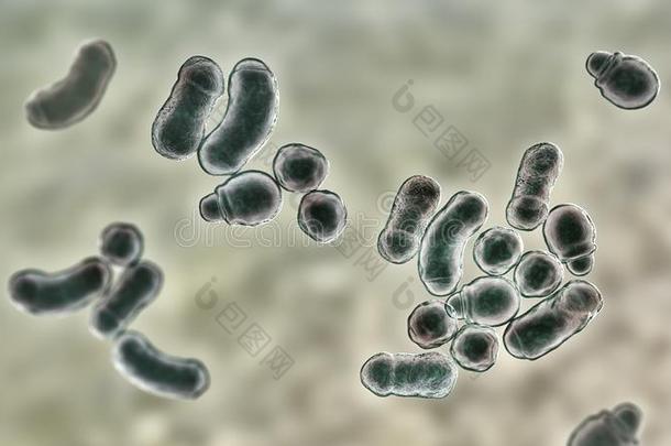 显微镜的真菌马拉色菌头皮屑