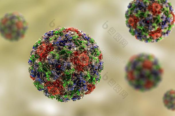 人乳头多瘤空泡病毒组病毒,分子的模型