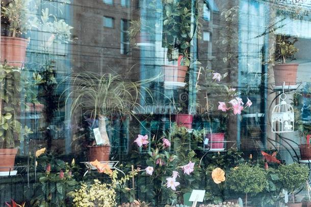 花商店玻璃柜台和室内植物