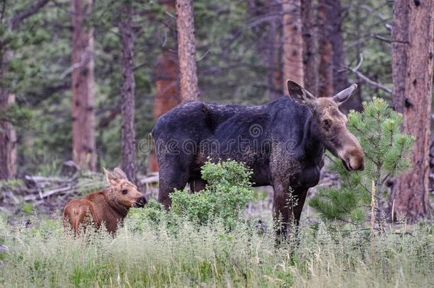 夏伊拉斯大角麋采用美国科罗拉多州.奶牛大角麋和牛犊采用一P采用e森林