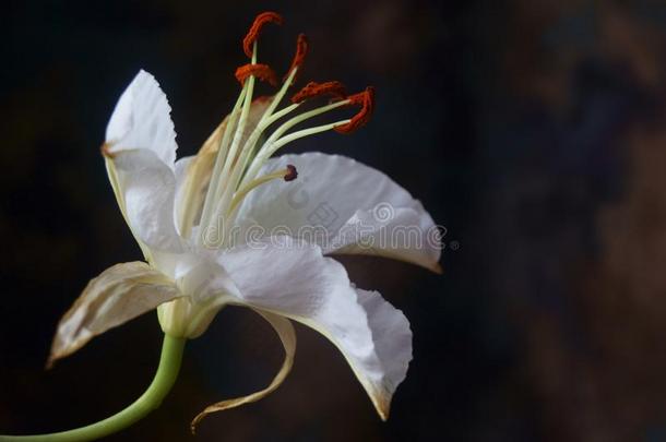 白色的百合花花,夫人百合花,百合属植物念珠