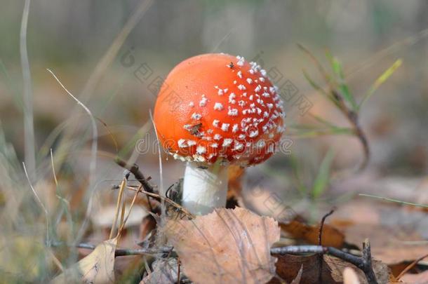 有毒的蘑菇.年幼的飞蘑菇<strong>木耳</strong>采用指已提到的人秋森林.红色的
