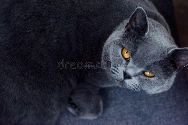 黑暗的灰色的家庭的猫休息在家吸烟朝指已提到的人照相机
