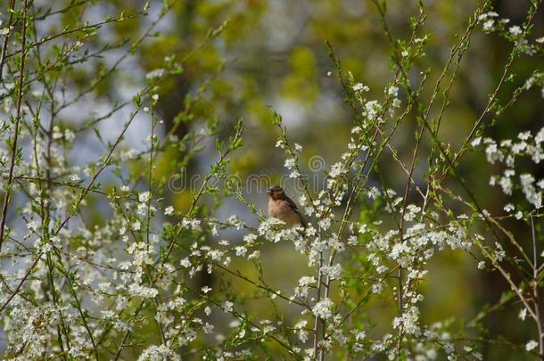 欧亚的红腹灰雀在的时候早的春季