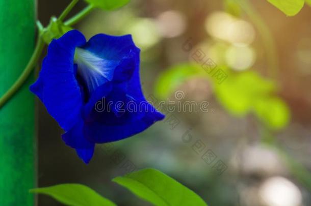 关在上面蝴蝶豌豆花阴蒂泰纳塔,蓝色花.