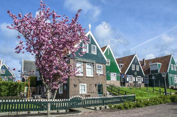 传统的荷兰木制的住宅和樱<strong>桃花树</strong>和