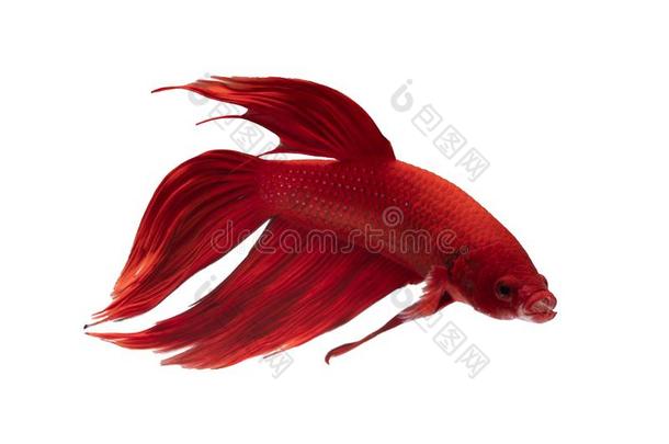 活动的瞬间关于红色的尾巴暹罗人战斗的鱼或搏鱼special特殊的