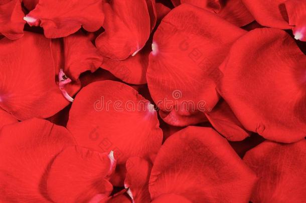 红色的玫瑰花瓣背景和试探,特写镜头宏指令,高的雷索