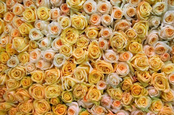 许多黄色的和桔子玫瑰花采用一巨大的.花束.