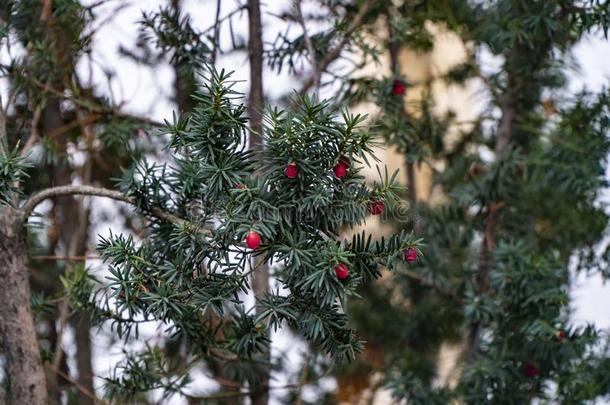 圣诞节冬青红色的浆果和绿色的树叶和冷杉树枝,