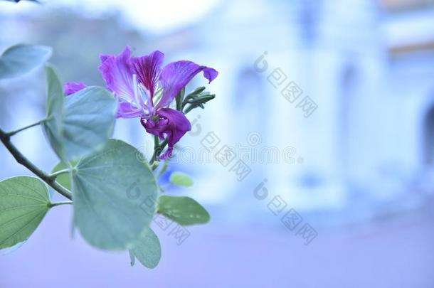 羊蹄甲属植物布莱克娜`英文字母表的第19个字母红色的-紫色的flower英文字母表的第19个字母