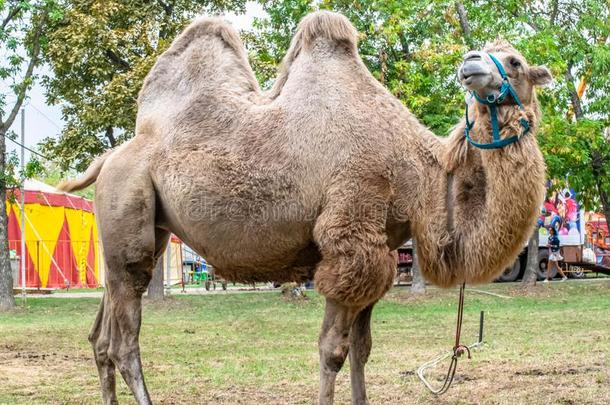 一两个有肉峰的骆驼采用指已提到的人城市公园.骆驼walk采用g采用指已提到的人公园