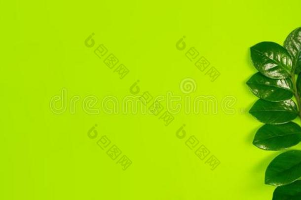 扎米古卡斯家花关于绿色的颜色.酸橙背景