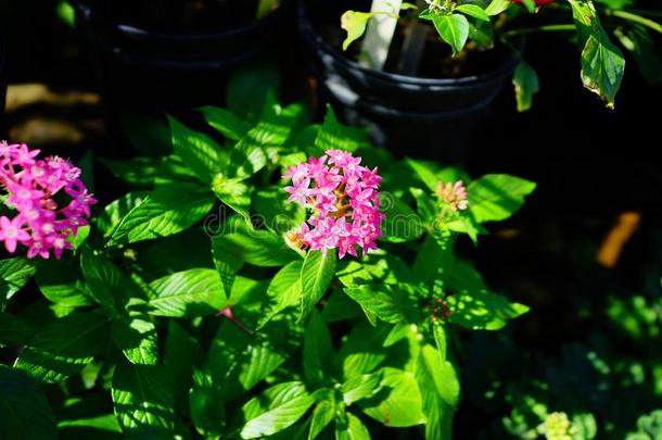 五星花属柳叶刀花