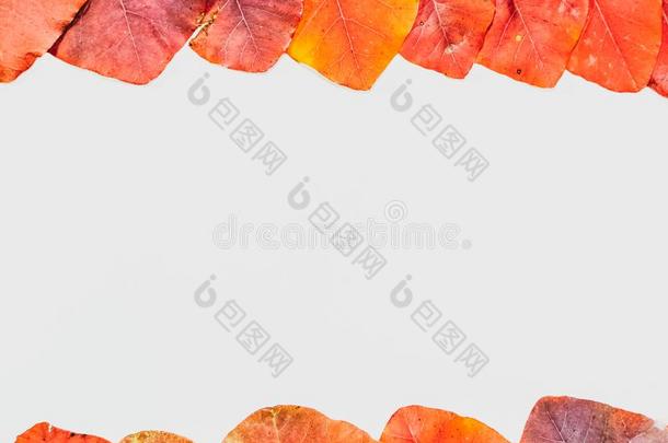 秋红色的树叶关于科科格格里亚向白色的背景.复制品