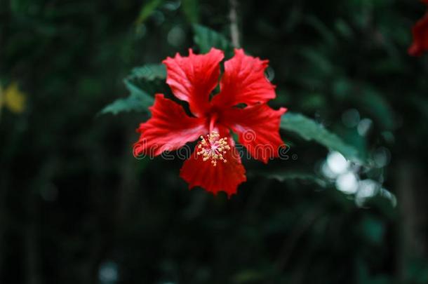 木槿花采用前面关于花园采用孟加拉共和国