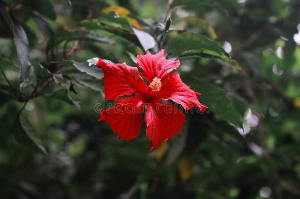 木槿花采用前面关于花园采用孟加拉共和国
