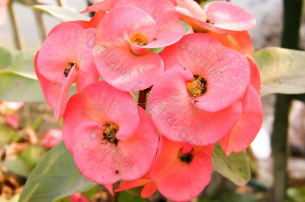小的和微妙的红色的郁金香和百合花兰花花和warmair热空气