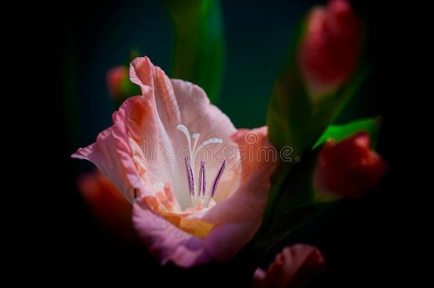 一美丽的盛开的粉红色的剑兰花