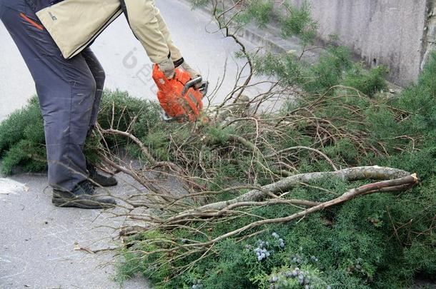 锋利的从落下树枝关于柏属植物树