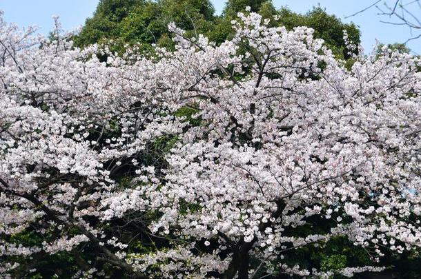 樱桃花采用东京,黑色亮漆