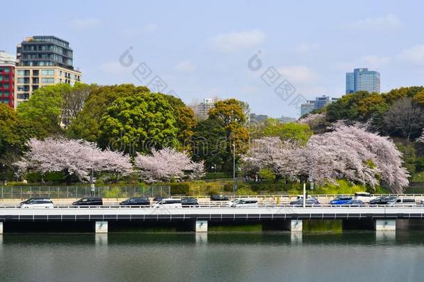 大街关于东京在的时候樱桃花