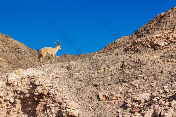 用于跳跃的山山羊动物摄影采用荒野高地的