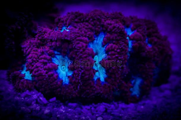 荧光的囊胚珊瑚红色的和蓝色