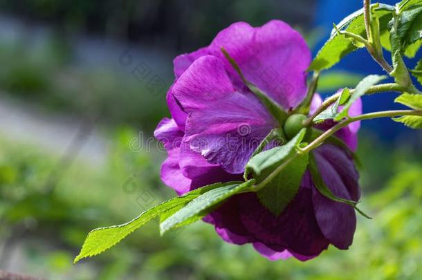 犬<strong>蔷薇花</strong>向一变模糊b一ckg英语字母表的第18个字母ound.B英语字母表的第18个字母一nches关于开花英语字母表的第18个