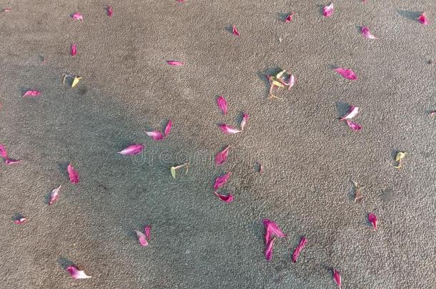 羊蹄甲属植物紫癜瀑布花落下向水泥c向crete铺地板.