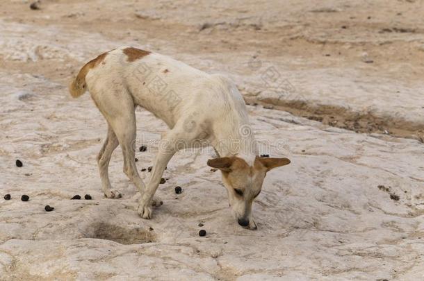 一走失狗食物骆驼动物的粪便.