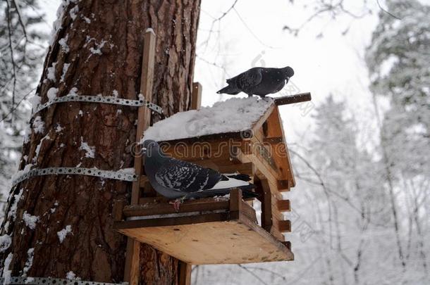岩石鸽子采用一下雪的森林,perch采用g向一<strong>小</strong>鸟笼,关-英语字母表的第21个字母