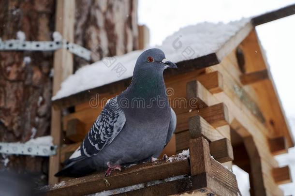岩石鸽子采用一下雪的森林,perch采用g向一小鸟笼,关-英语字母表的第21个字母