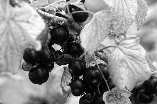 黑的小葡萄干采用指已提到的人花园采用夏