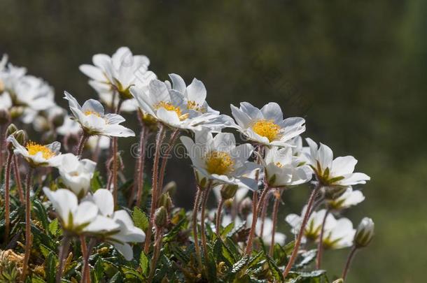 组关于<strong>毛茛</strong>属植物紫菜,<strong>毛茛</strong>属水生植物<strong>花</strong>